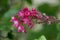 Flowering currant Ribes sanguineum, close-up deep-red inflorescence