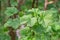 Flowering currant Ribes sanguineum, close-up leaves