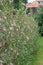 Flowering currant Ribes sanguineum, flowering shrub in garden