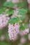 Flowering currant Ribes sanguineum Porky`s Pink, raceme of candy floss pink flowers