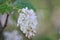 Flowering currant Ribes sanguineum Tydeman`s White, flowers and buds