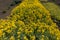 Flowering cushion of Alyssum montanum in the garden