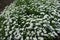 Flowering cushion of Iberis sempervirens in the garden