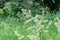 Flowering dactylis glomerata, cock`s foot, orchard grass macro