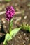 Flowering Dactylorhiza majalis