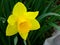 Flowering daffodil blossom