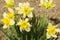 A flowering daffodil Bush with white-yellow flowers.