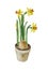 Flowering daffodils with a bulb in a pot