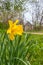 Flowering daffodils in a pasture