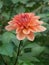 Flowering Dahlia or Georgina of terracotta color in the flowerbed