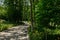 Flowering daisies along shady path in woods of sunny summer