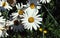 Flowering Daisies, bellis perennis