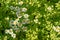 Flowering daisies, Leucanthemum vulgare