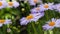 Flowering of daisies. Oxeye daisy, Leucanthemum vulgare, daisies, Common daisy, Dog daisy, Moon daisy. Gardening concept