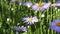 Flowering of daisies. Oxeye daisy, Leucanthemum vulgare, daisies, Common daisy, Dog daisy, Moon daisy. Gardening concept