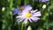 Flowering of daisies. Oxeye daisy, Leucanthemum vulgare, daisies, Common daisy, Dog daisy, Moon daisy. Gardening concept