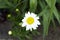 Flowering daisies warmed by the sun\\\'s rays.