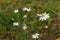 Flowering daisy in the field