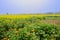 Flowering daisy in golden field on foggy sunny spring day