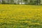 Flowering dandelion field