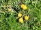 Flowering dandelion at lawn in spring