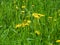 Flowering dandelion on meadow