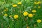 Flowering dandelion on meadow in springtime