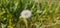 A flowering dandelion (Taraxacum) with its seeds.