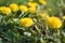 Flowering Dandelion (Taraxacum sect. Ruderalia) in a meadow