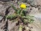A flowering dandelion in a wall crevice