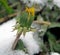 Flowering dandelions covered with snow and ice