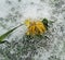 Flowering dandelions covered with snow and ice