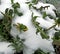 Flowering dandelions covered with snow and ice