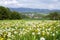 Flowering dandelions in German mountain landscape