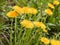 Flowering dandelions in may