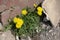 Flowering dandelions taraxacum officinale germinating through asphalt