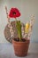 Flowering dark red hippeastrum amaryllis with Easter decor