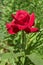 Flowering dark red rose