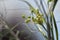Flowering Darkleaf Fennel \\\'Atropurpureum\\\'