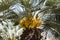 Flowering date palm on a plantation