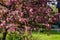 flowering decorative apple tree, pink apple flowers