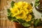 Flowering decorative large yellow violets