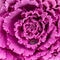 Flowering decorative purple-pink cabbage plant. Ornamental kale. Natural vivid background. Ornamental cabbages. Winter flowers.