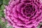 Flowering decorative purple-pink cabbage plant. Ornamental kale. Natural vivid background. Ornamental cabbages. Winter flowers.