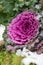 Flowering decorative purple-pink cabbage plant. Ornamental kale. Natural vivid background. Ornamental cabbages. Winter flowers.