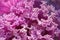 Flowering decorative purple-pink cabbage with weird and frilly or ruffled leaves as background
