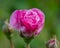 Flowering decorative rose