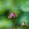 Flowering decorative rose