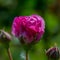 Flowering decorative rose