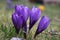 Flowering deep purple crocusses in spring